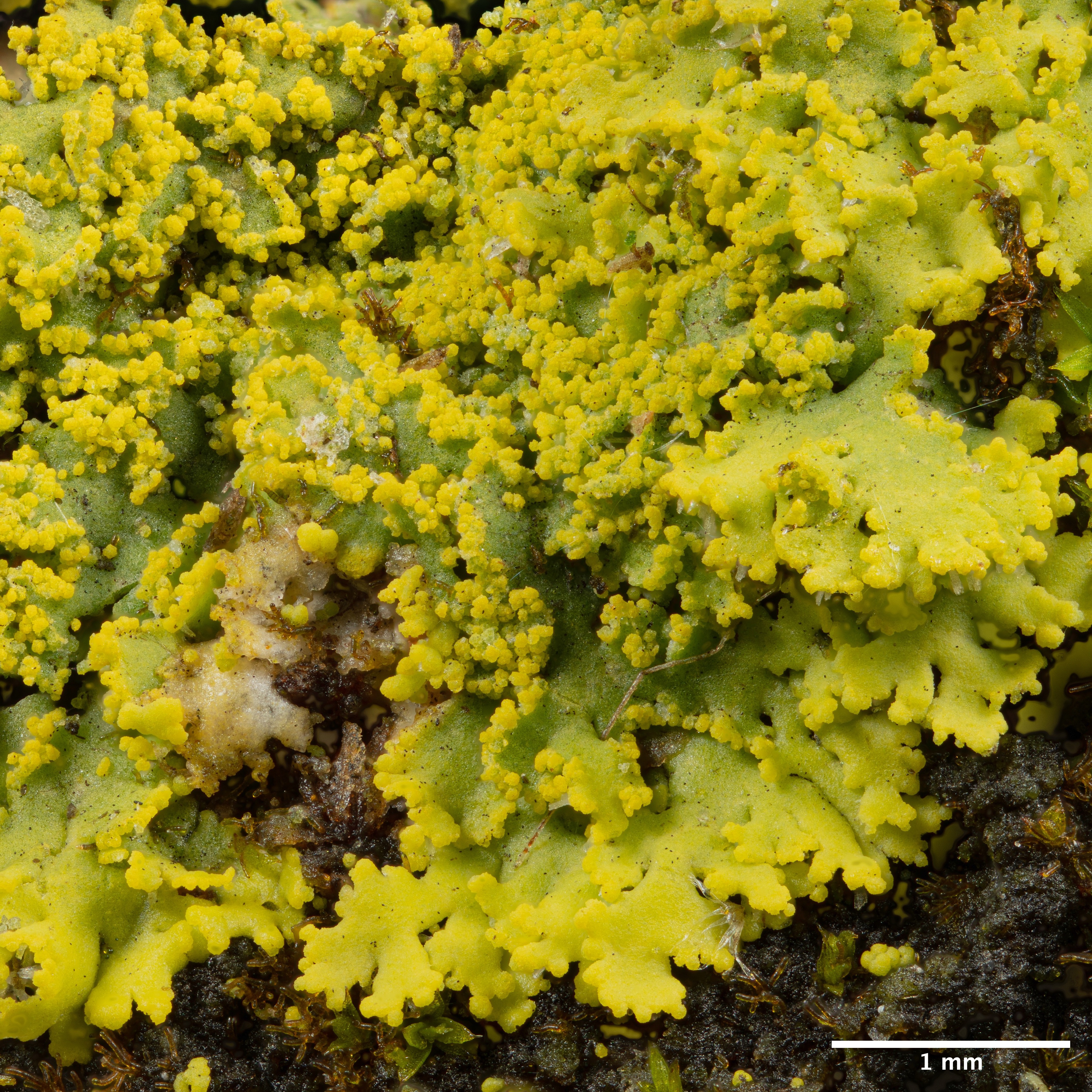 candelaria_concolor_detail_s_mierkou.jpg