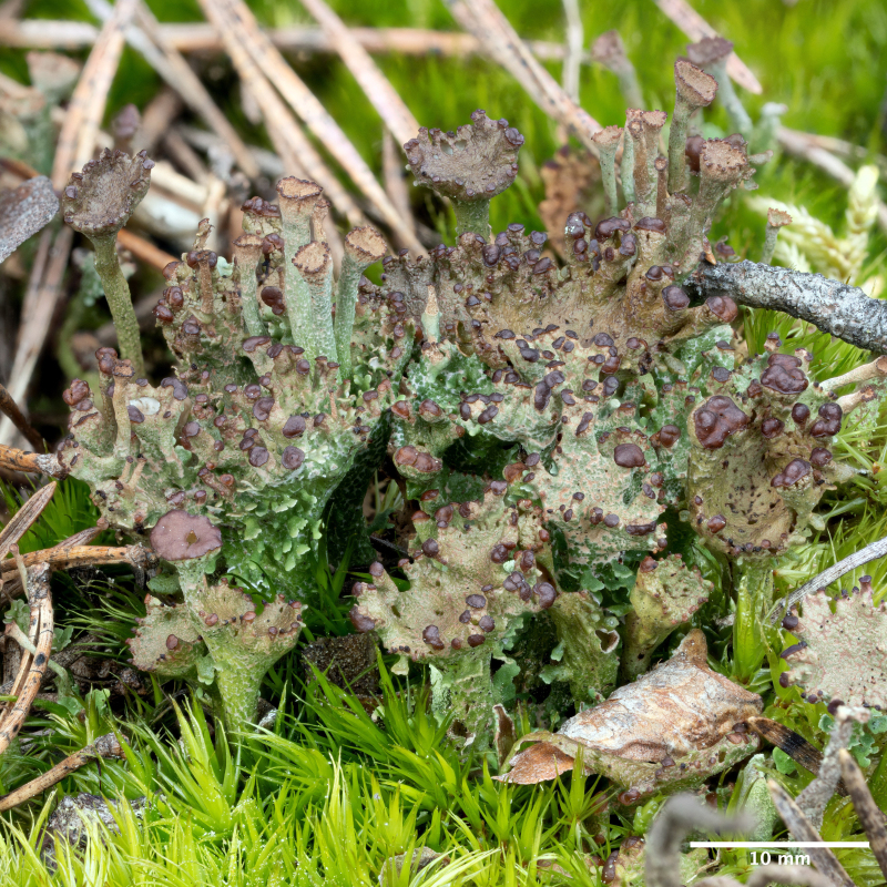 cladonia_cervicornis_s_mierkou.jpg