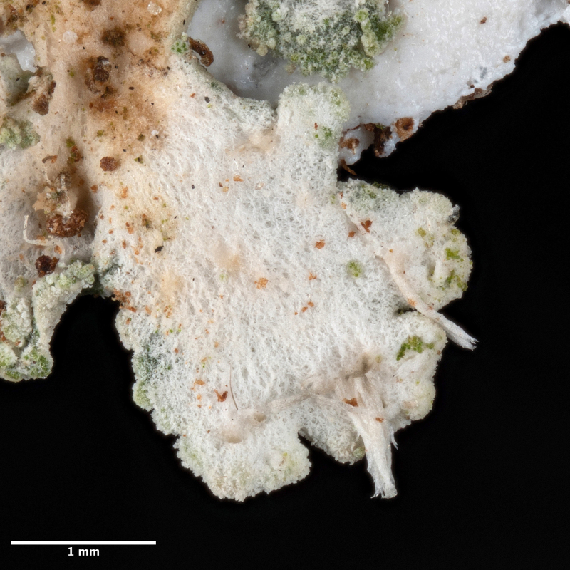 physconia_grisea_lower_cortex_s_mierkou.jpg